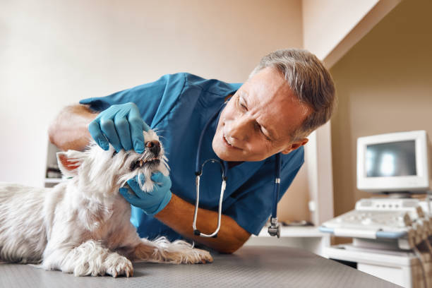 Best Emergency Gum Treatment in Iron Mountain, MI